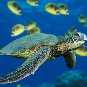 Meet your Posher, Denise